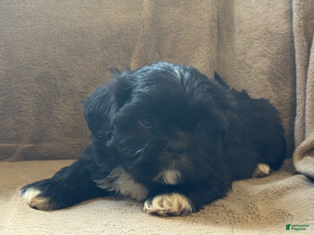 Shih Tzu dogs for sale: Russell  - Ad 7