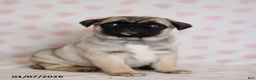 Pug dogs for sale: Buster - Ad 1