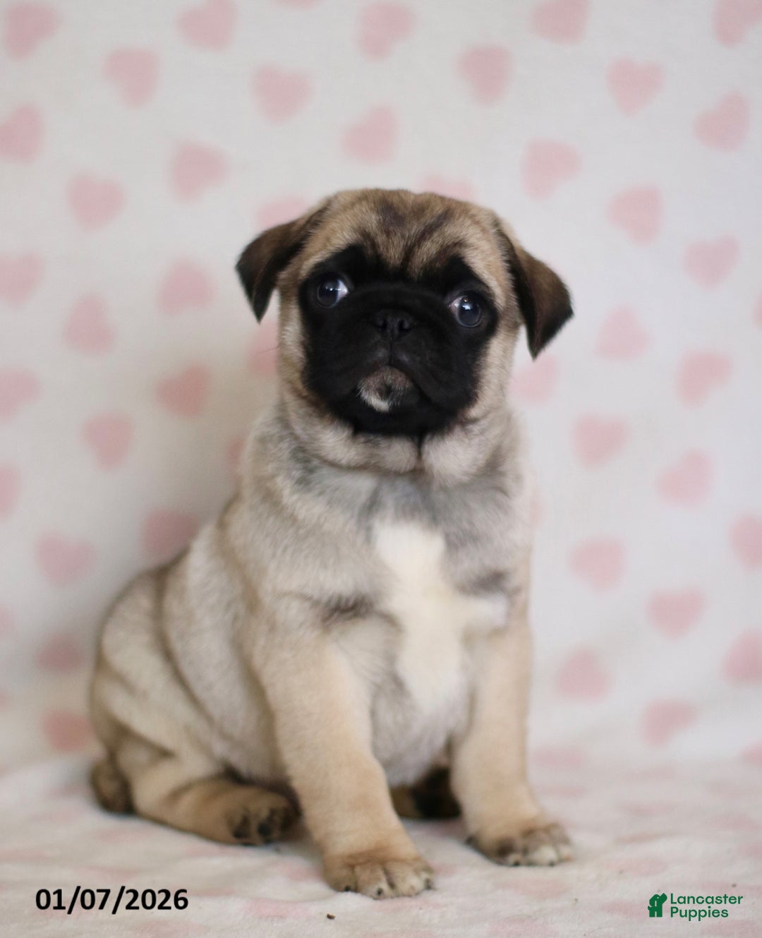 Pug dogs for sale: Buster - Ad 1