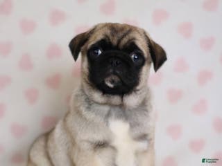 Pug dogs for sale: Buster - Ad 1
