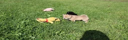 Shiba Inu dogs for sale: Scarf  - Ad 5