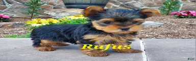 Rufus