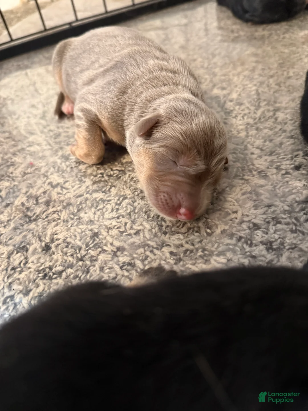 German Shepherd dogs for sale: Lilac - Ad 2