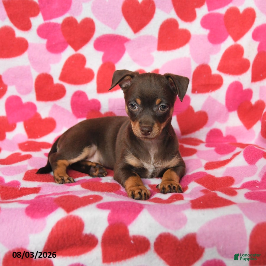 Chihuahua dogs Penny - Ad 2