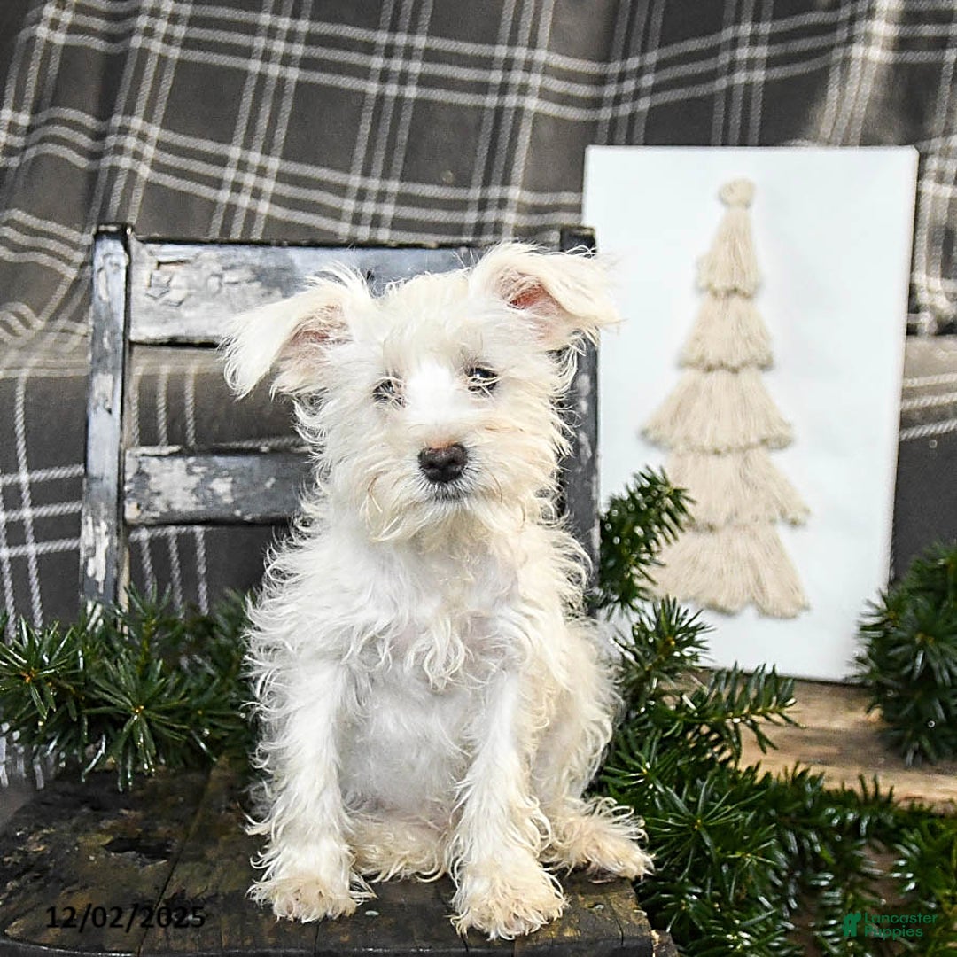 Schnoodle dogs for sale: Eddy - Ad 5