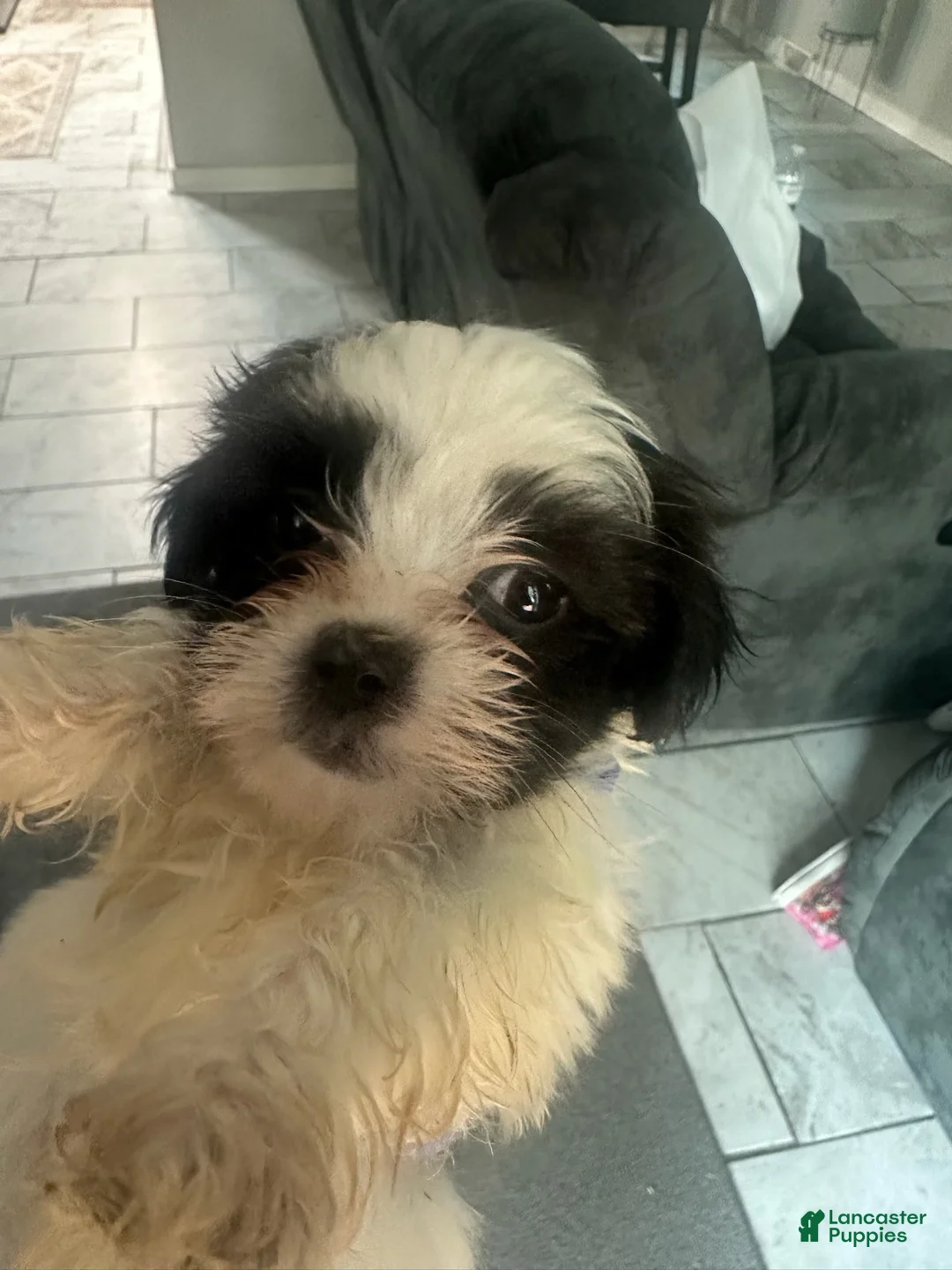 Malshi dogs for sale: Malshi 2 - Ad 1