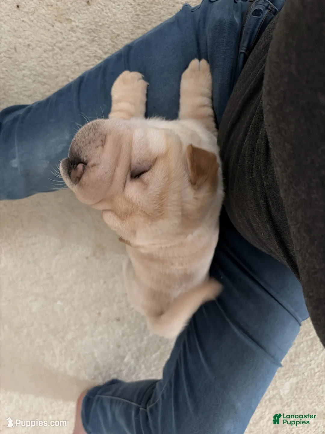 Shar Pei dogs for sale: Shar Pei Puppy 1 - Ad 1