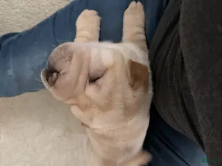 Shar Pei dogs Shar Pei Puppy 1 - Ad 8