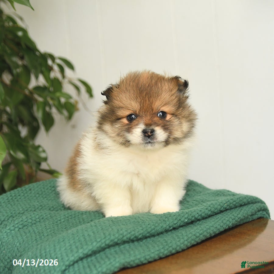 Mixed Breed dogs Buddy - Ad 1