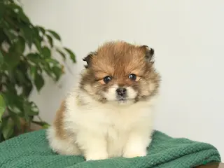 Mixed Breed dogs for sale: Buddy - Ad 1
