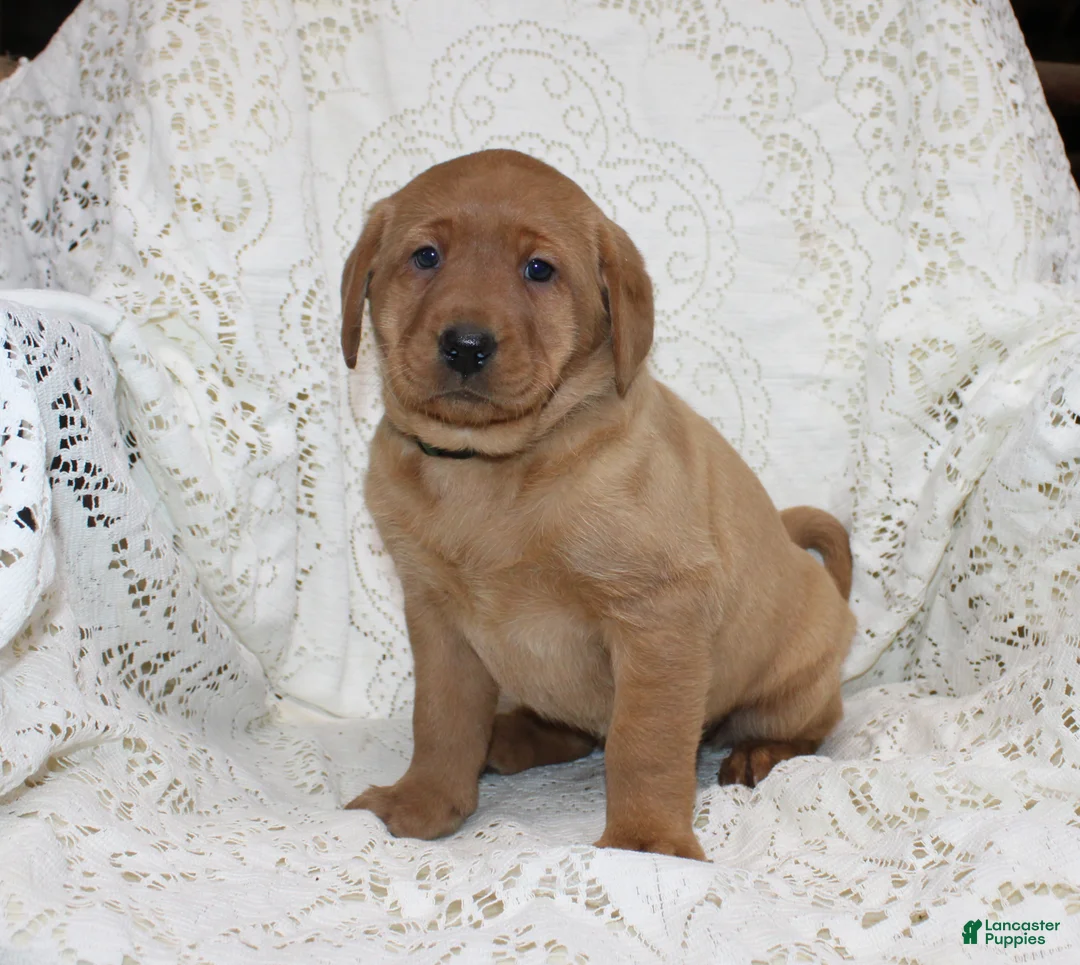 Labrador Retriever dogs for sale: River - Ad 2