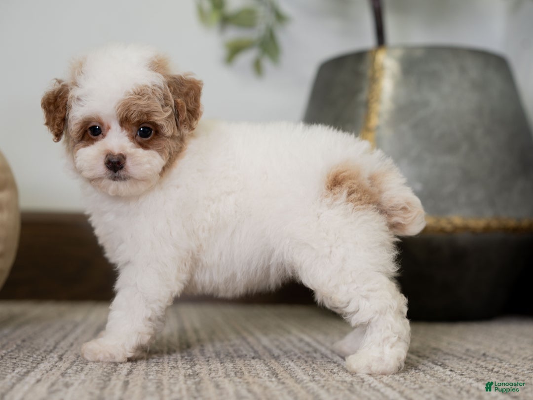 Miniature Poodle dogs for sale: Camilla - Ad 7