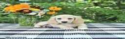 Miniature Dachshund dogs for sale: Teddy - Ad 4