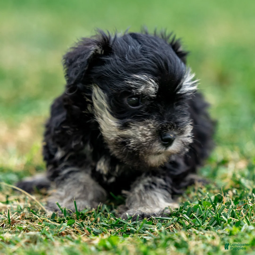 Miniature Schnauzer dogs for sale: Skye - Ad 7