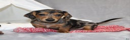 Miniature Dachshund dogs for sale: Bruno - Ad 2