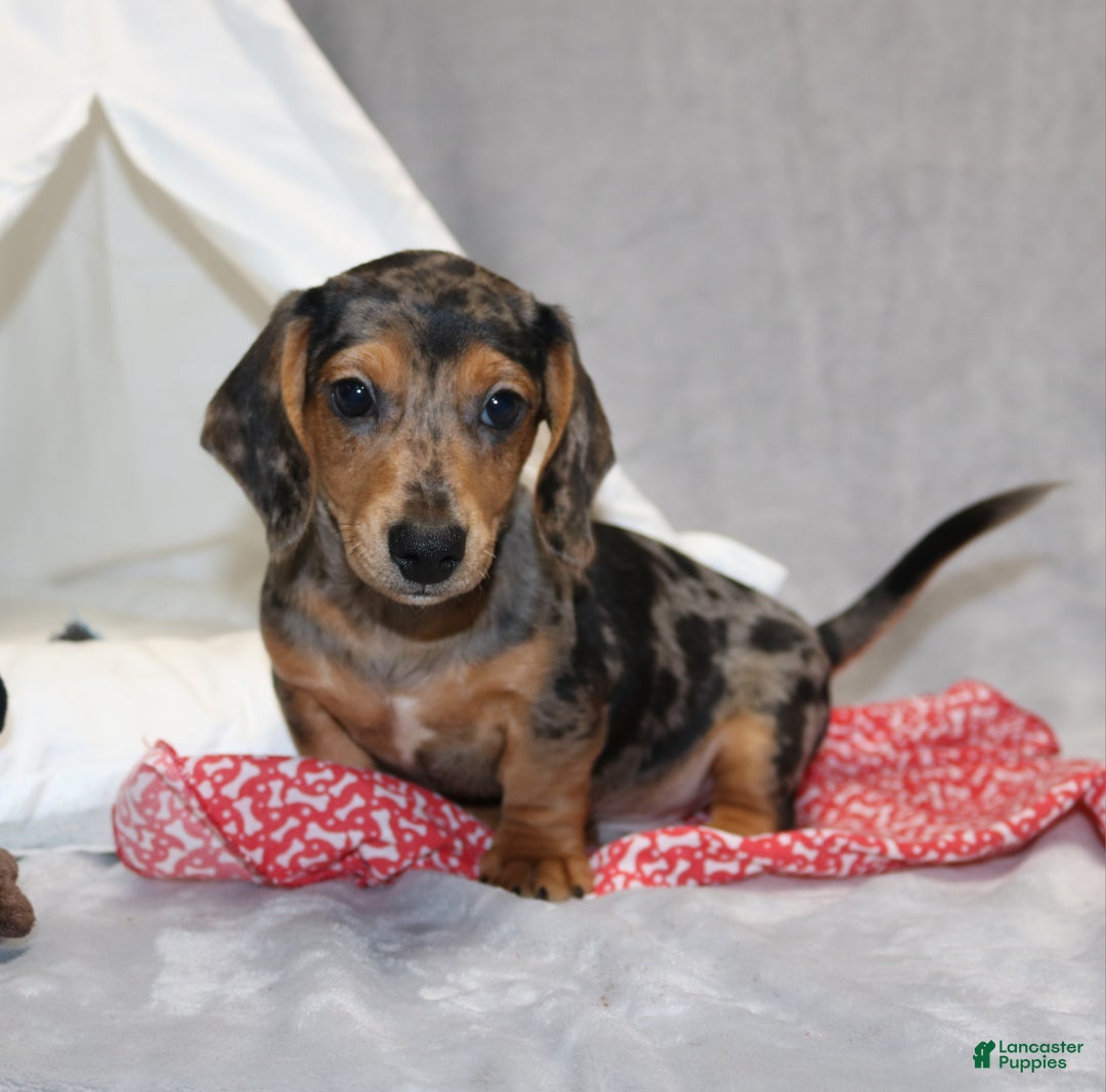 Miniature Dachshund dogs for sale: Bruno - Ad 2