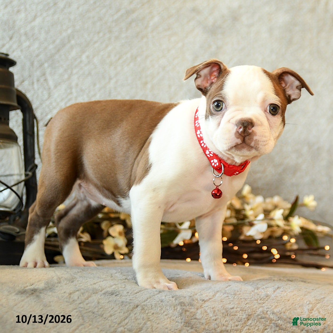 Boston Terrier dogs Chocolate - Ad 1