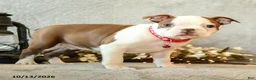 Boston Terrier dogs for sale: Chocolate - Ad 1