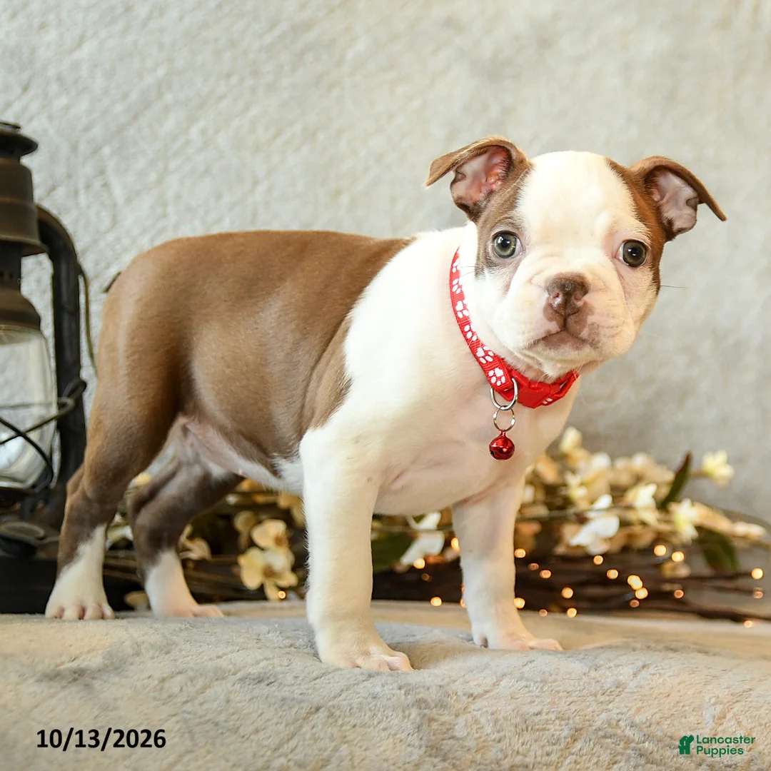 Boston Terrier dogs for sale: Chocolate - Ad 1