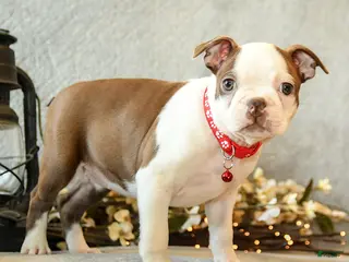 Boston Terrier dogs Chocolate - Ad 1