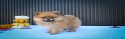 Pomeranian dogs for sale: Max🐾 - Ad 14