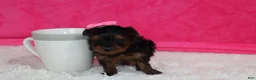 Yorkiepoo dogs for sale: Ella  - Ad 7