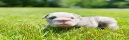 English Bulldog dogs for sale: Daisy - Ad 4