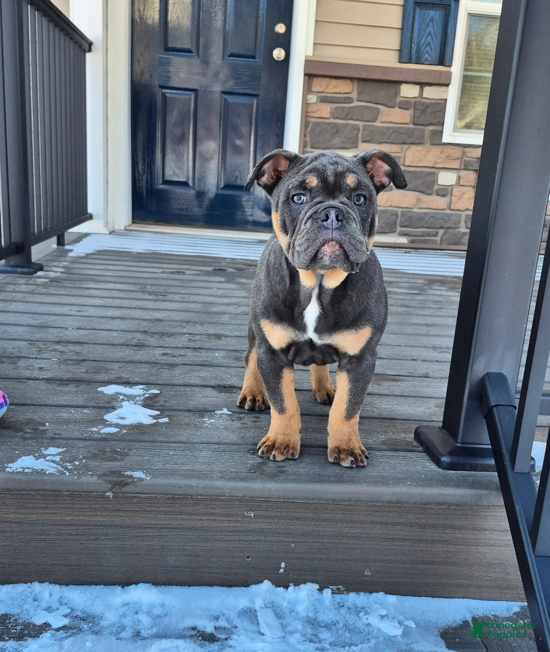 Olde English Bulldogge dogs for sale: Olde English Bulldogge Cricket - Ad 1