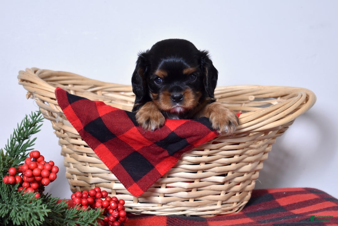 Cavalier King Charles Spaniel dogs for sale: Ranger  - Ad 7