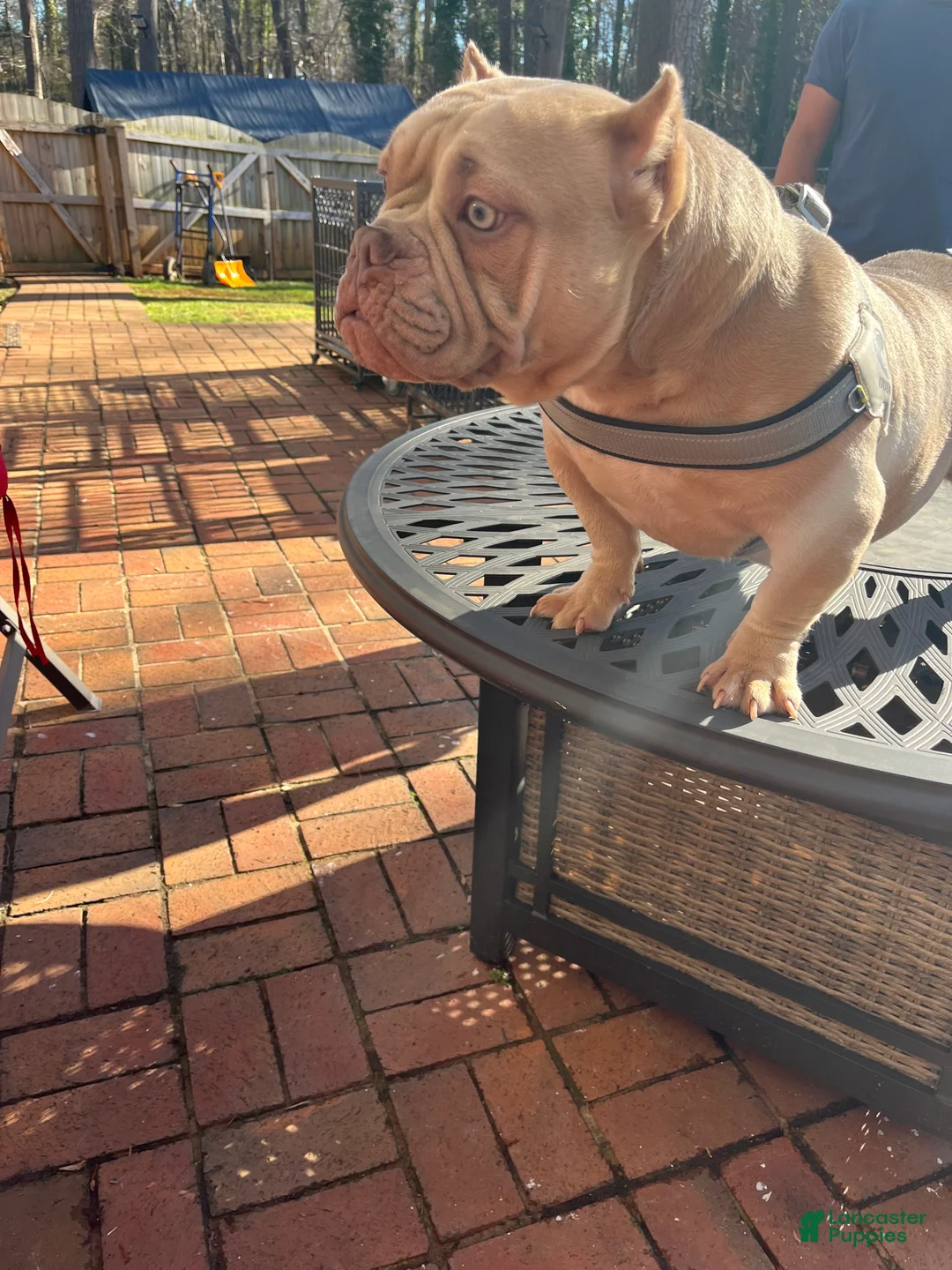 American Bully dogs for sale: American Bully Puppy 2 - Ad 3