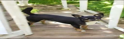 Chihuahua dogs for sale: Chihuahua Puppy 1 - Ad 4