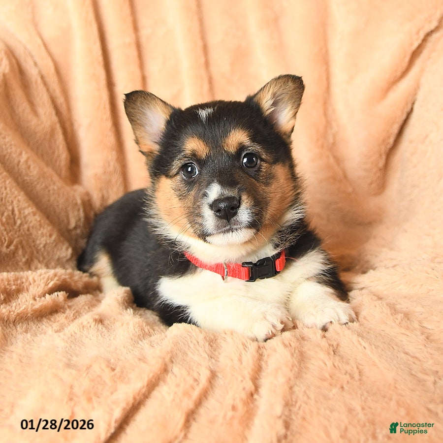 Welsh Corgi Pembroke dogs Delta - Ad 2