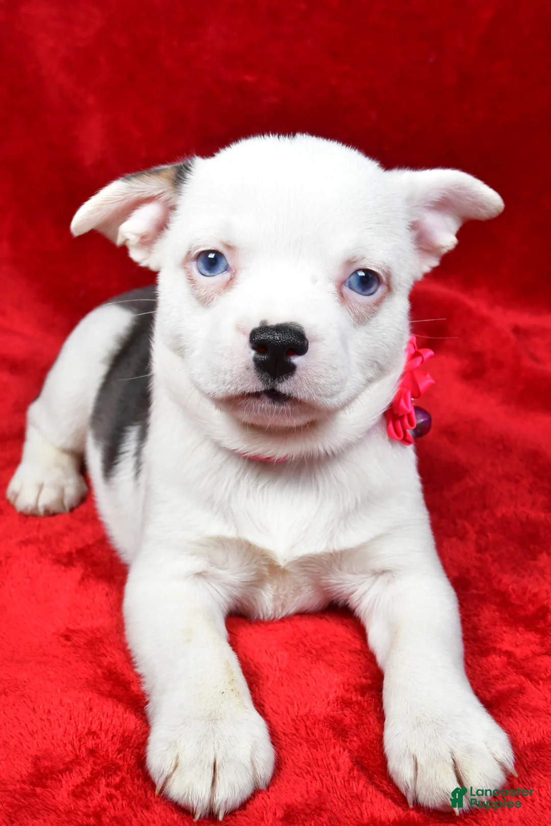 Mixed Breed dogs for sale: Lady - Ad 4