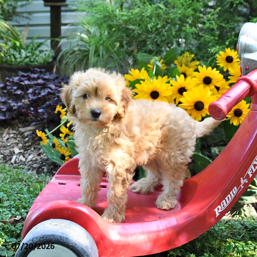 Cockapoo dogs for sale: Bear - Ad 4