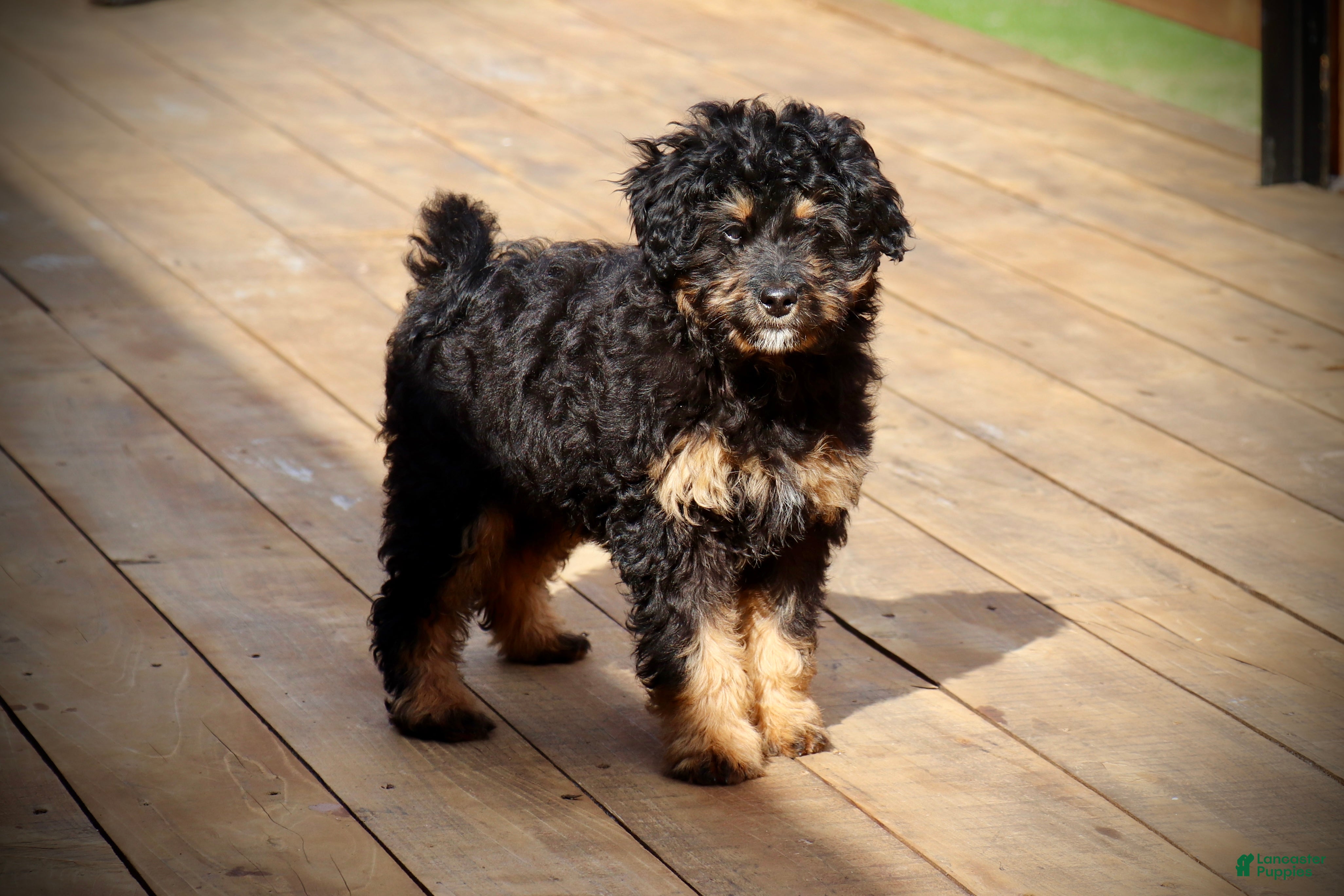 Mini Bernedoodle dogs Lucas - Ad 1