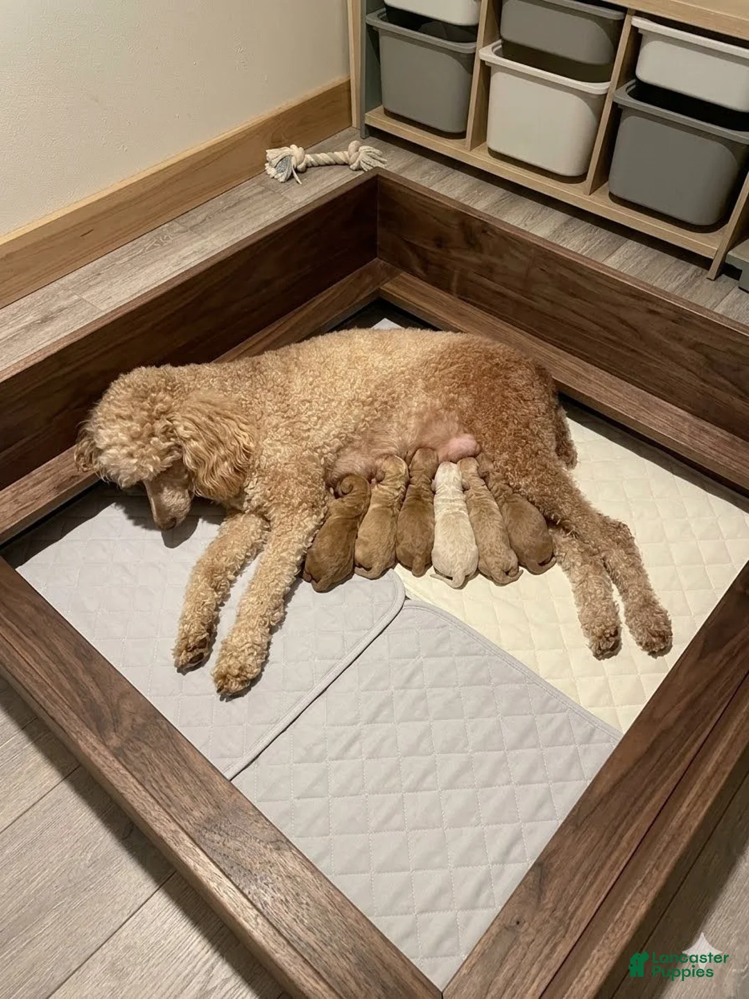 Standard Poodle dogs for sale: Anthony/Blue Collar Boy - Ad 2
