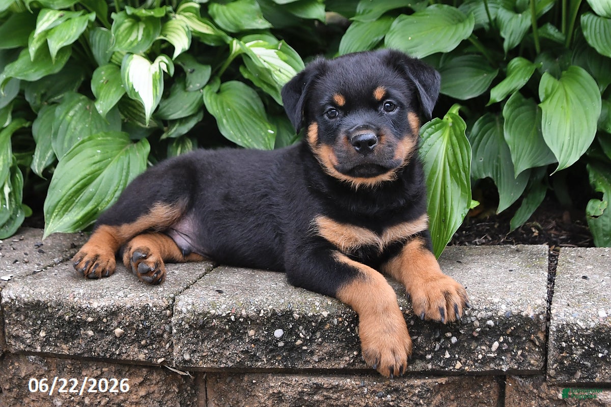 Rottweiler dogs Duke - Ad 2