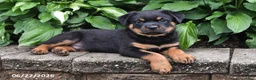 Rottweiler dogs for sale: Duke - Ad 2