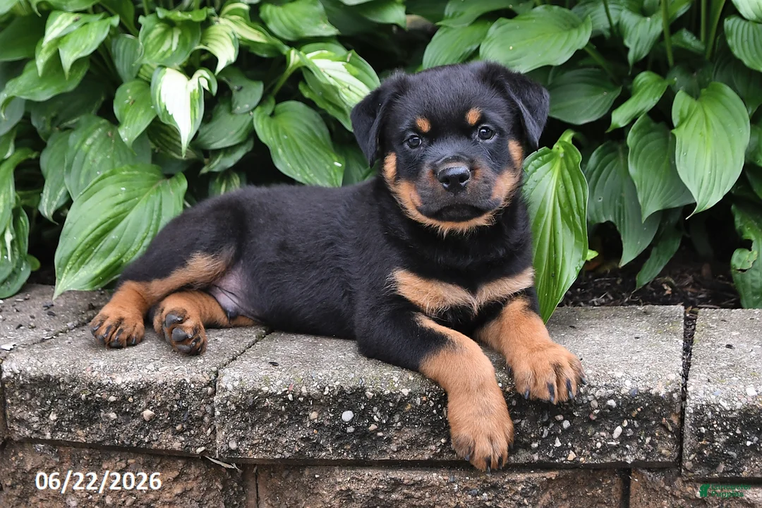 Rottweiler dogs for sale: Duke - Ad 2