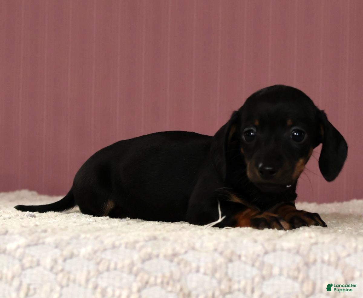 Miniature Dachshund dogs Kati - Ad 18