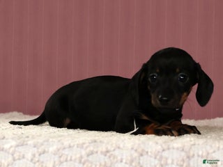Miniature Dachshund dogs Kati - Ad 12
