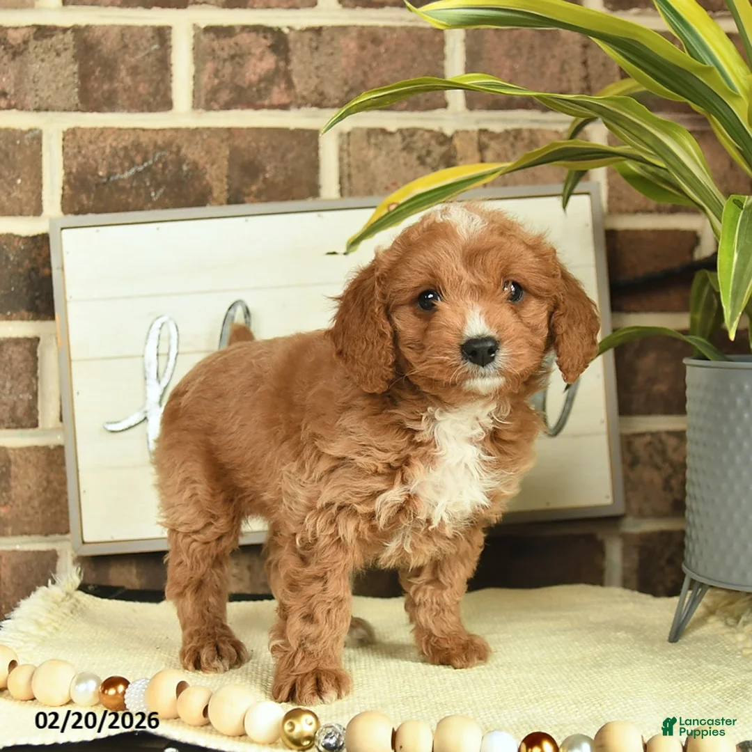Mixed Breed dogs for sale: Ozzy  - Ad 3