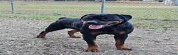 Rottweiler dogs for sale: Light Pink Girl - Ad 12