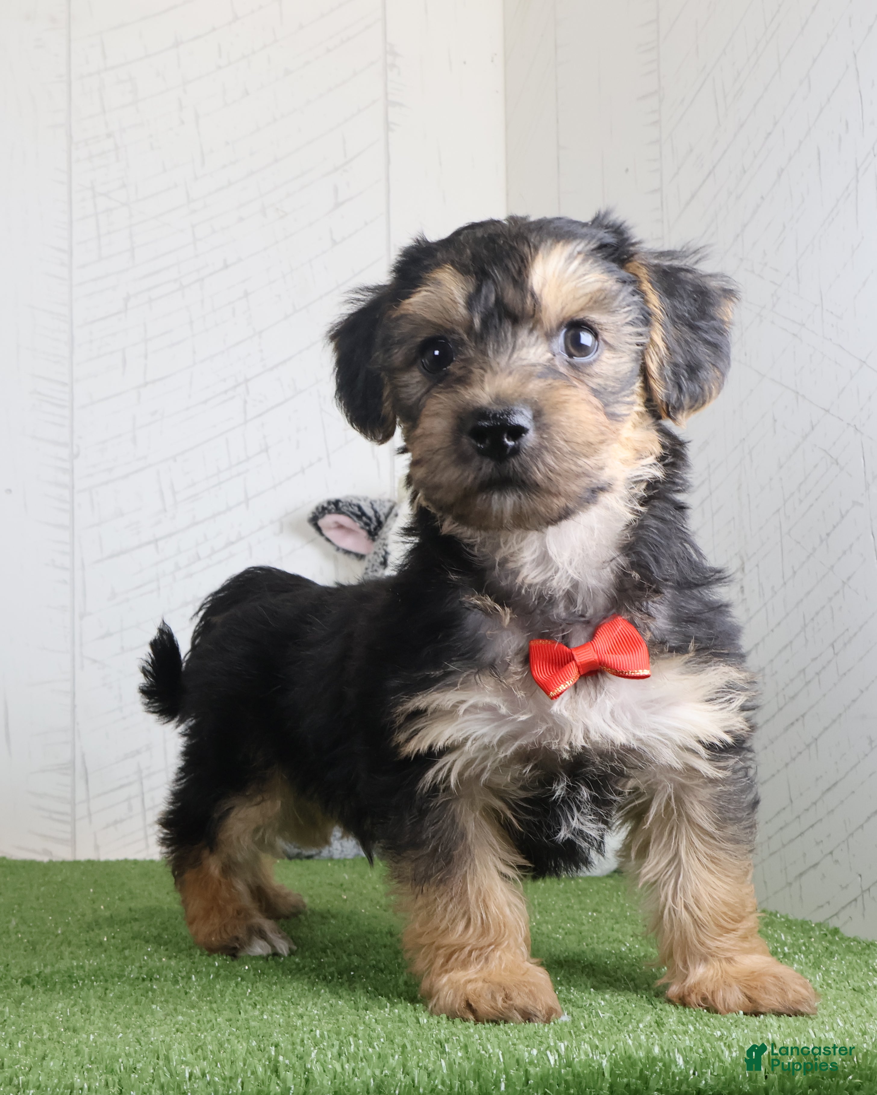 Yochon dogs for sale: Parker - Ad 2