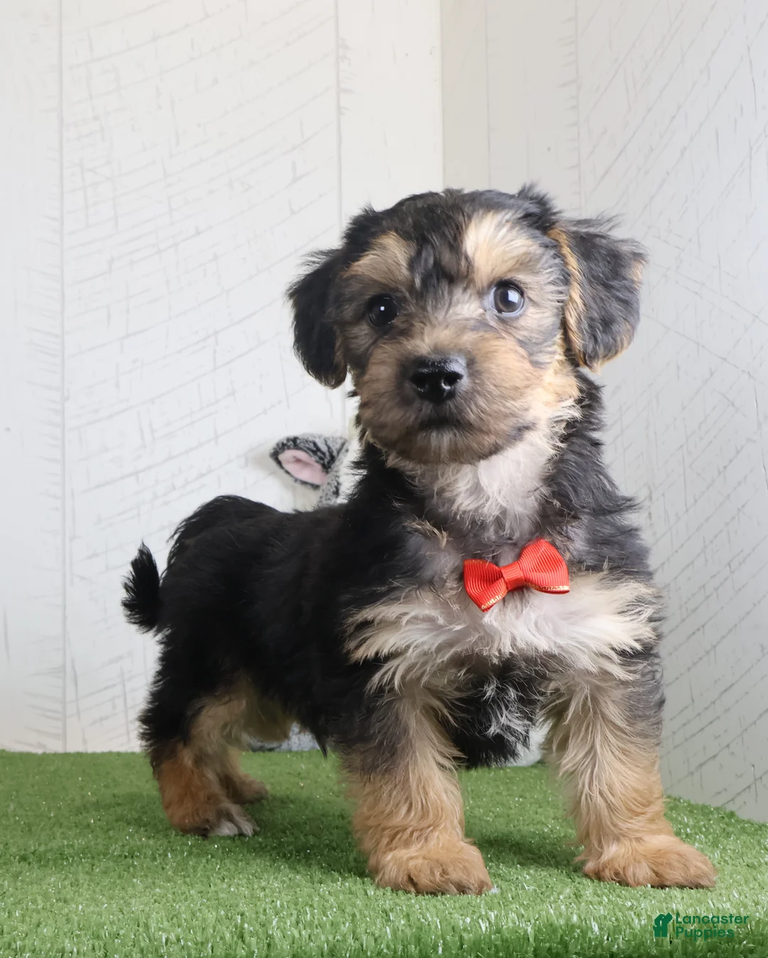 Yochon dogs for sale: Parker - Ad 2