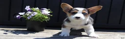 Welsh Corgi Pembroke dogs for sale: Silas - Ad 1