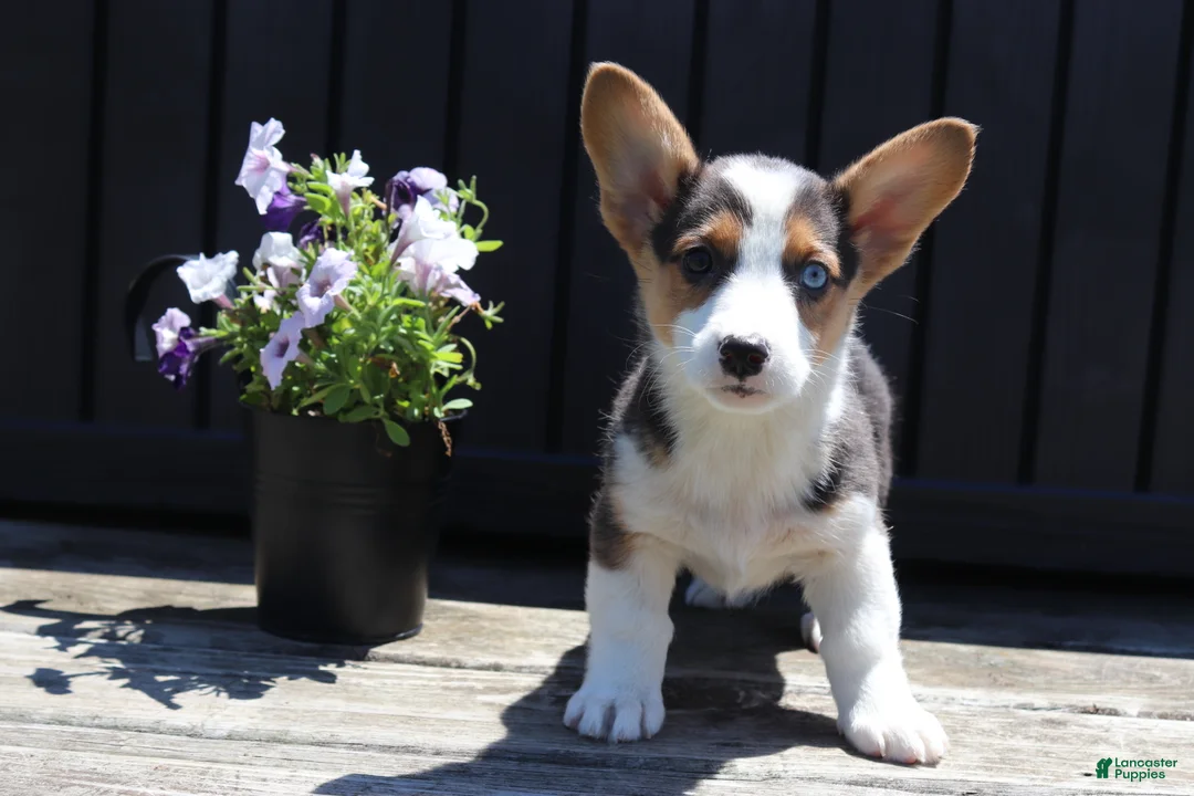 Welsh Corgi Pembroke dogs for sale: Silas - Ad 1