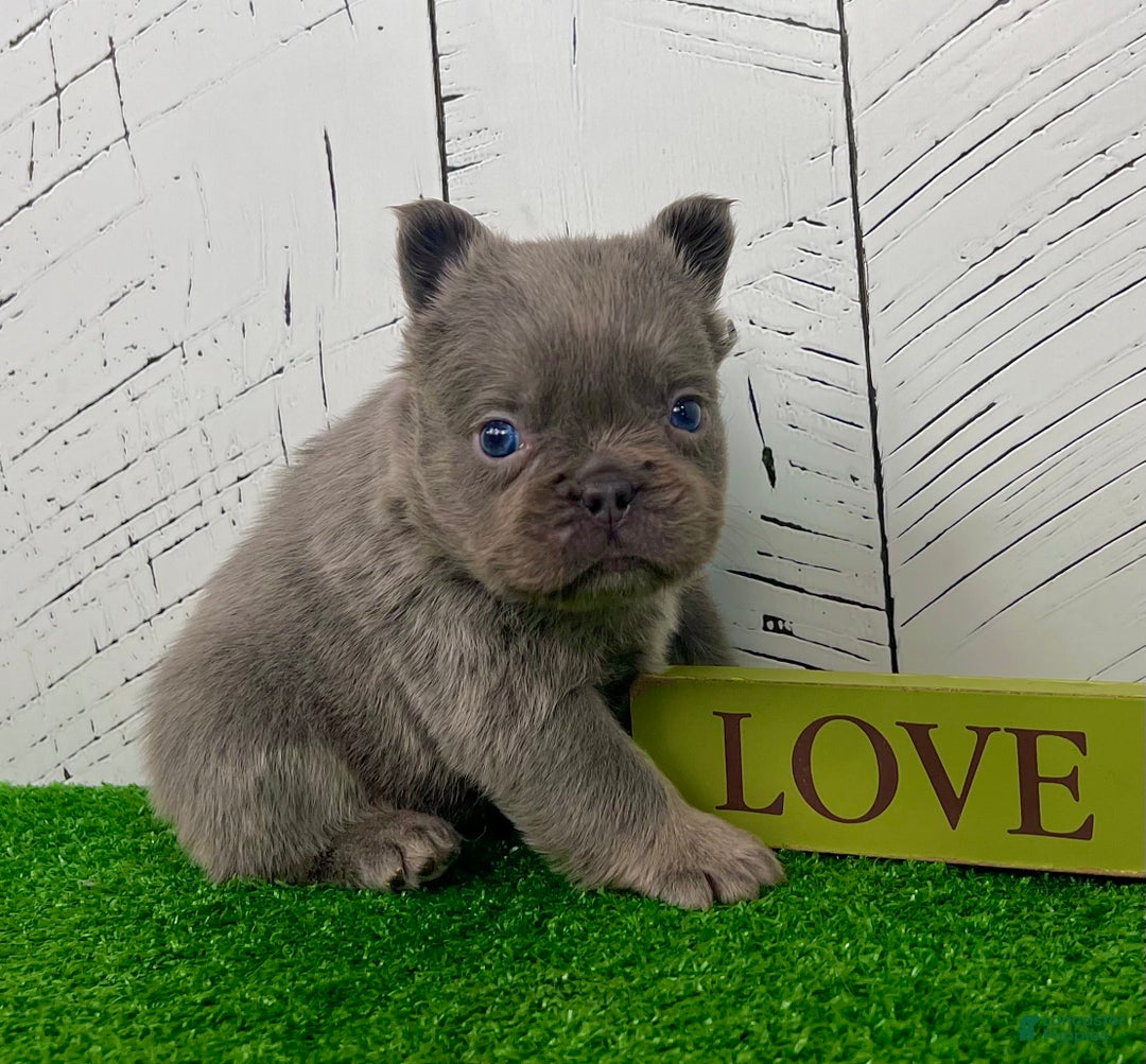 French Bulldog dogs for sale: Lucky - Ad 4