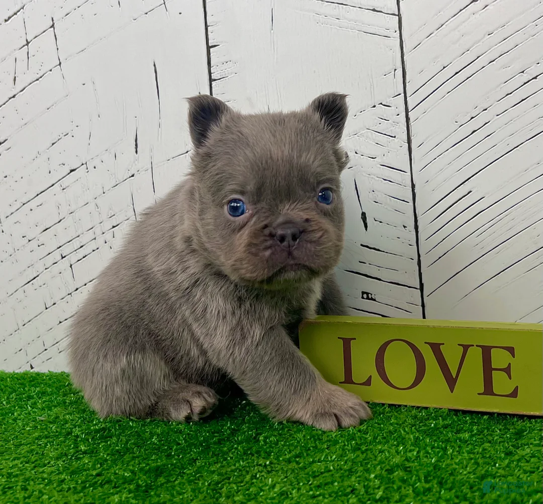 French Bulldog dogs for sale: Lucky - Ad 4