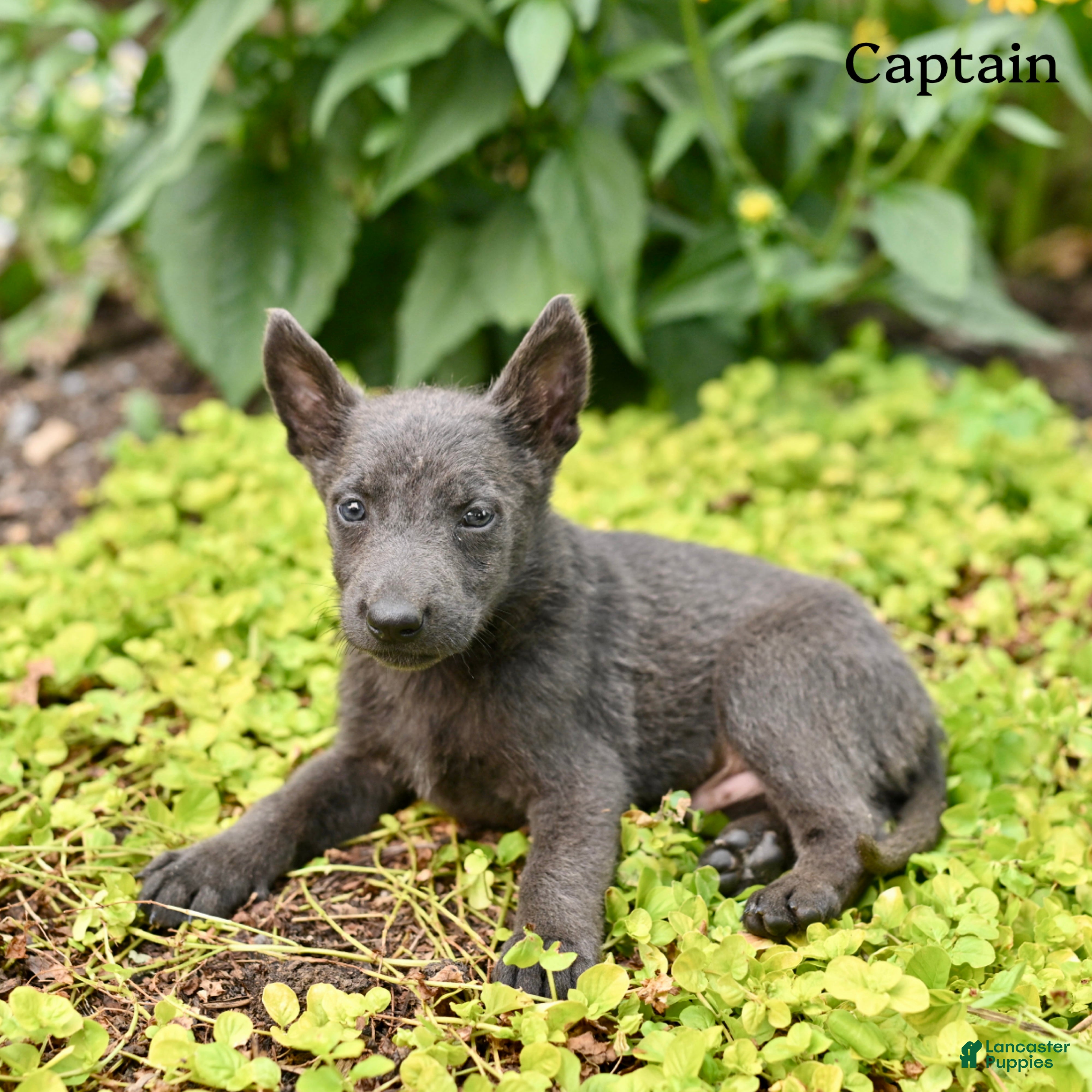 German Shepherd dogs Captain  - Ad 1